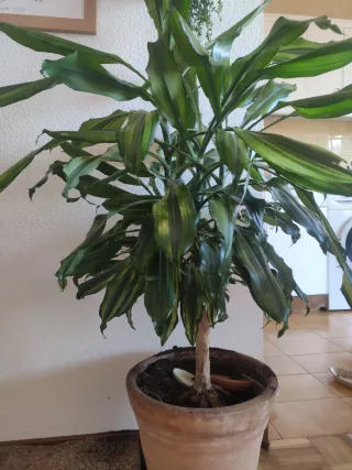 Dracaena fragrans 4 años