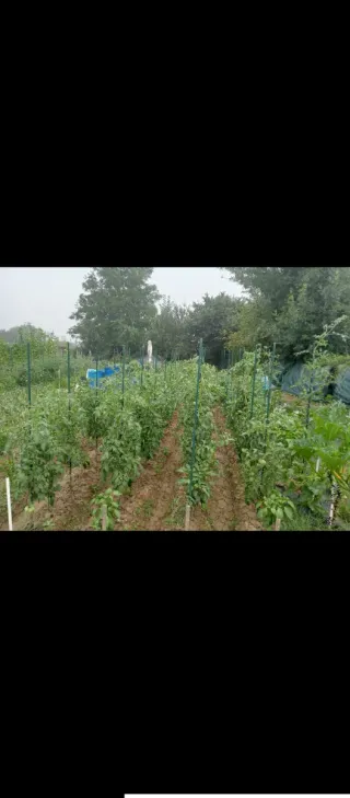 Último disponible‼️Parcelas de huerta en alquiler