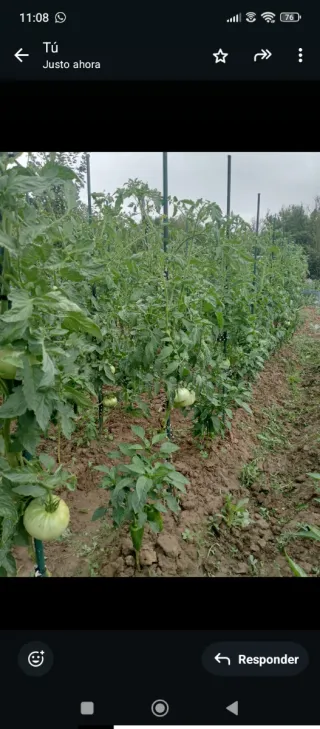 Último disponible‼️Parcelas de huerta en alquiler