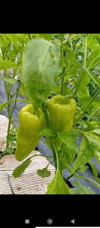 Último disponible‼️Parcelas de huerta en alquiler