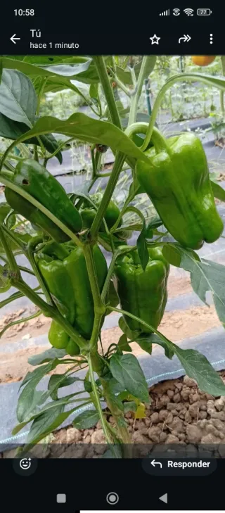 Último disponible‼️Parcelas de huerta en alquiler