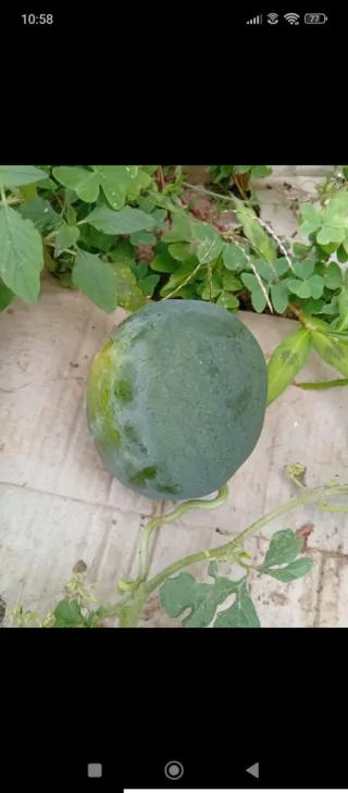 Último disponible‼️Parcelas de huerta en alquiler