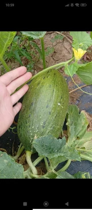 Último disponible‼️Parcelas de huerta en alquiler