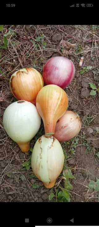 Último disponible‼️Parcelas de huerta en alquiler