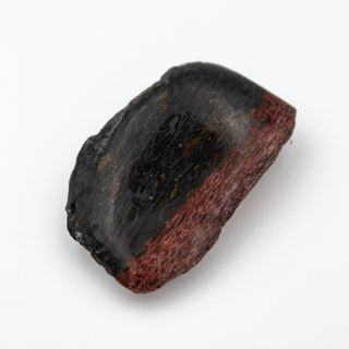 Gran Pieza de Hueso Fosil de Dinosaurio Autentico