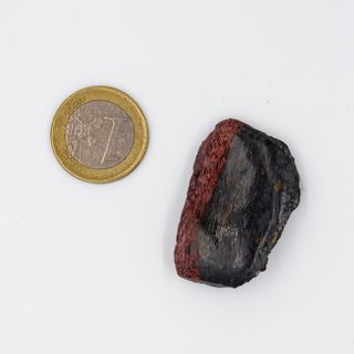 Gran Pieza de Hueso Fosil de Dinosaurio Autentico