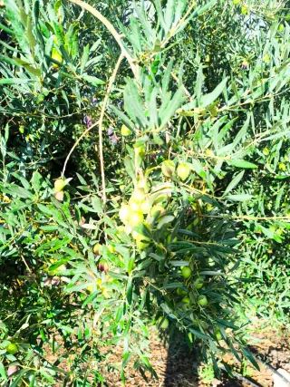 Finca de olivos en venta