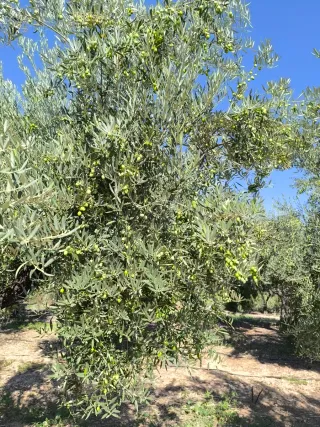 Finca de olivos en venta