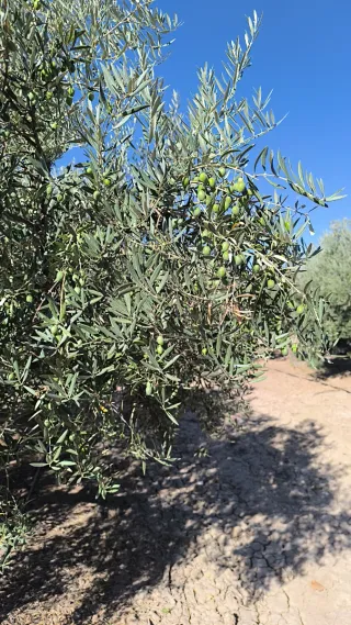 Finca de olivos en venta