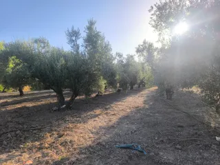 Finca de olivos en venta