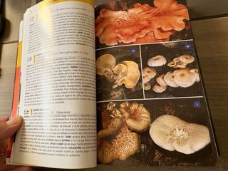 Setas de España y Europa (Spanish Edition)