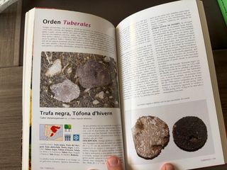 Hongos y setas: Tesoros de nuestros montes (Guí...