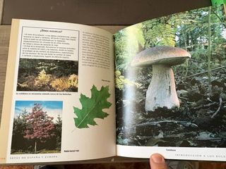 Setas de España y Europa (Spanish Edition)