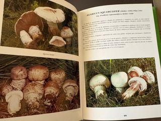 Guía micológica, género Agaricus en España
