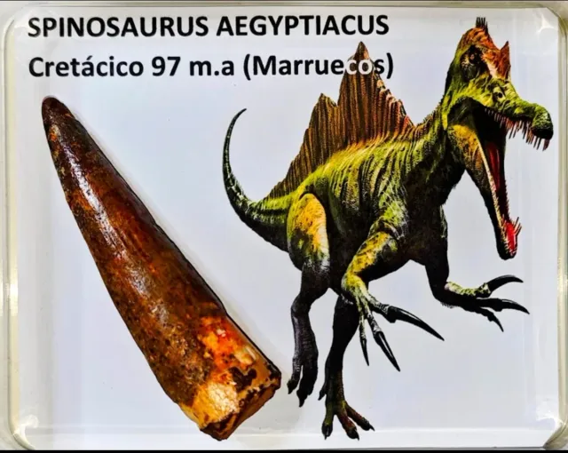 Fósil y Meteorito Lunar Reservado