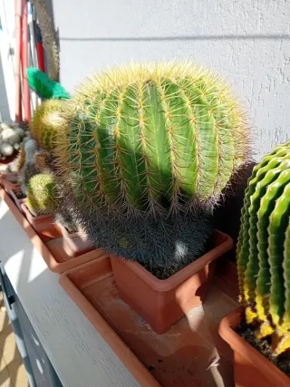 Echinocactus grusonis - Cactus Sfera
