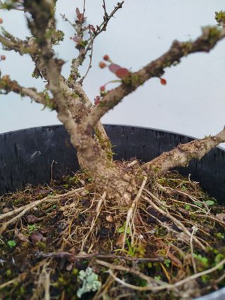 Bonsái Berberis