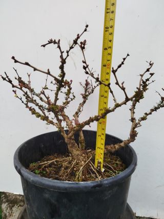 Bonsái Berberis
