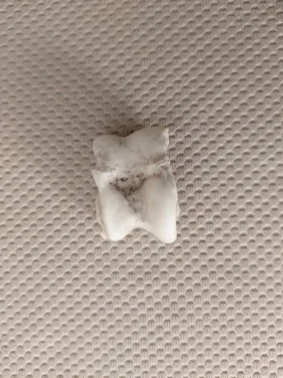 Osso per collezionismo