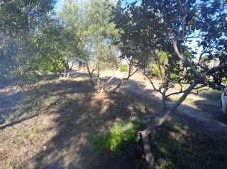 Parcela con casa rustica