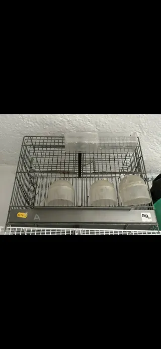 2 gabbie per canarini da allevamento