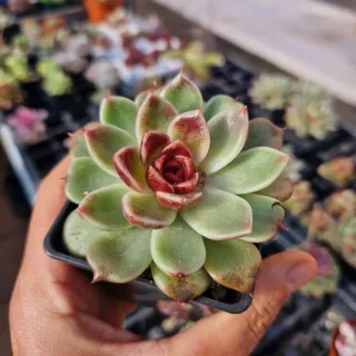 Echeveria green forest