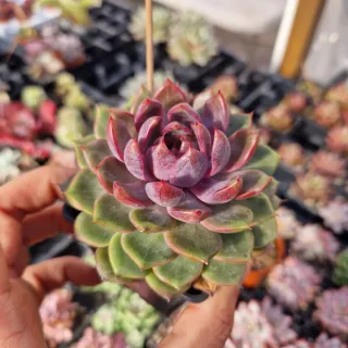 Echeveria blueberry