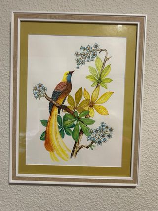 Conjunto de 4 acuarelas de pájaros