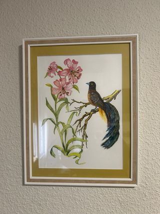 Conjunto de 4 acuarelas de pájaros