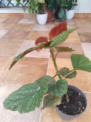 Begonia Maculata Ala de Ángel