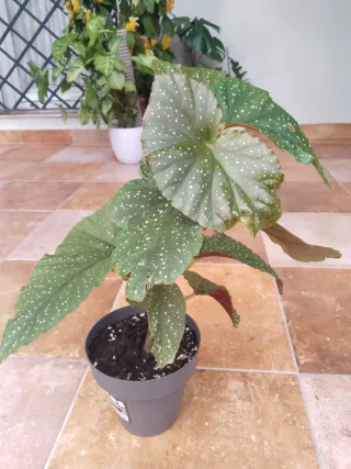 Begonia Maculata Ala de Ángel