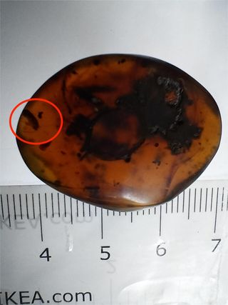 Ámbar birmano fósil Cretácico 99 Ma