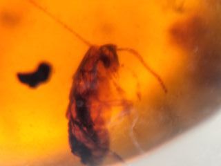 Ámbar birmano fósil Cretácico 99 Ma