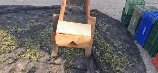 Ablentadora de Aceitunas