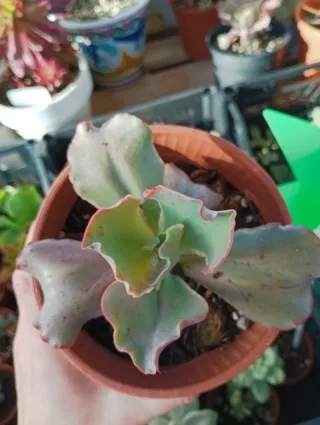 Echeveria curly