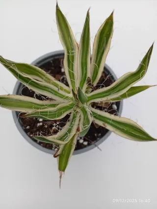 Agave Filifera Compacta Variegata