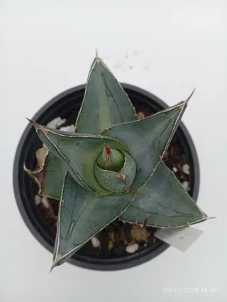 Agave Pumila CV. Jealous of Green