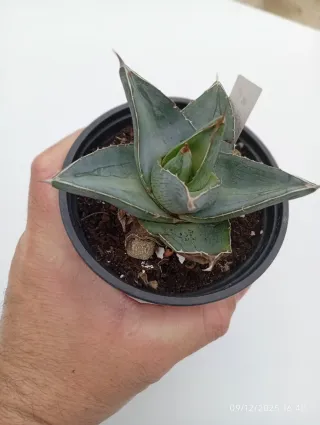 Agave Pumila CV. Jealous of Green