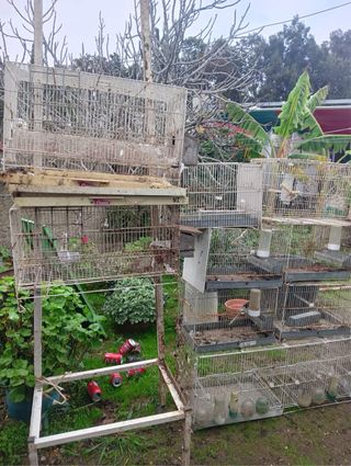 14 gabbie di allevamento + piedistallo per 4 gabbie