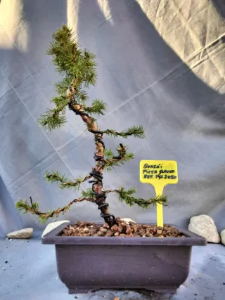Prebonsai Pícea Glauca