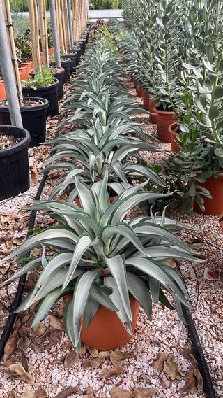 Agave Silver Star