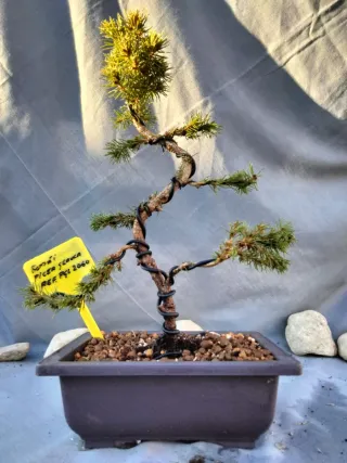 Prebonsai Pícea Glauca
