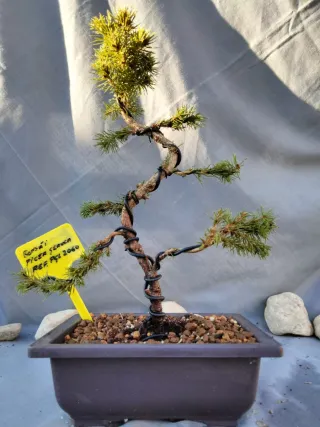 Prebonsai Pícea Glauca