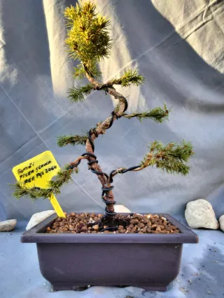 Prebonsai Pícea Glauca
