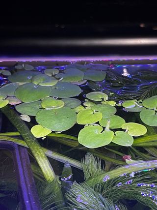 Planta flotante acuario Limnobium laevigatum