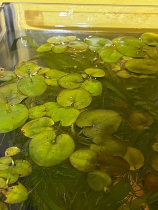 Planta flotante acuario Limnobium laevigatum