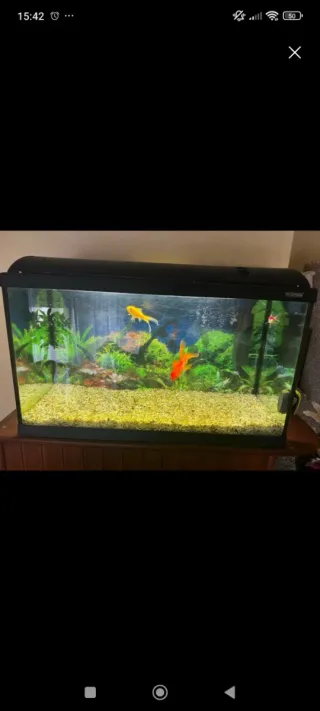 Acuario con castillo y caracol