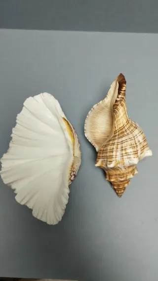 Decorazione conchiglie marine in pietra