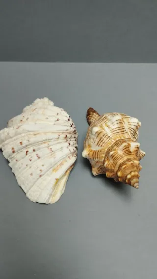 Decorazione conchiglie marine in pietra