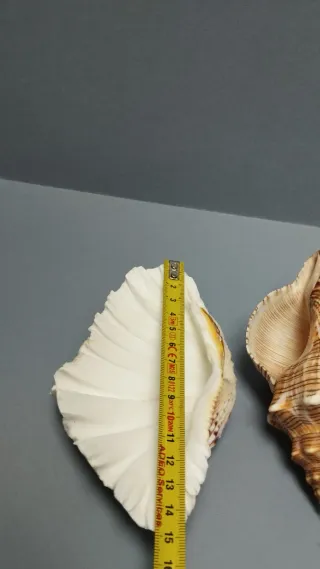 Decorazione conchiglie marine in pietra